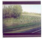 Trainscape-winefield